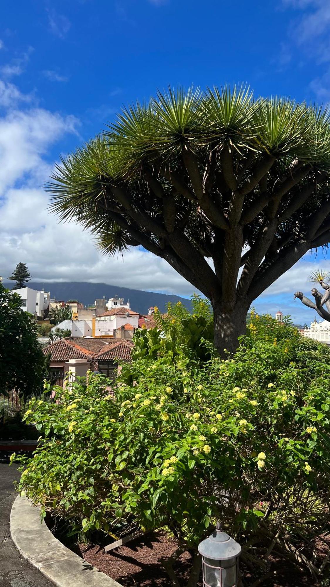 Tenerife Te Espera! Daire Icod De Los Vinos Dış mekan fotoğraf